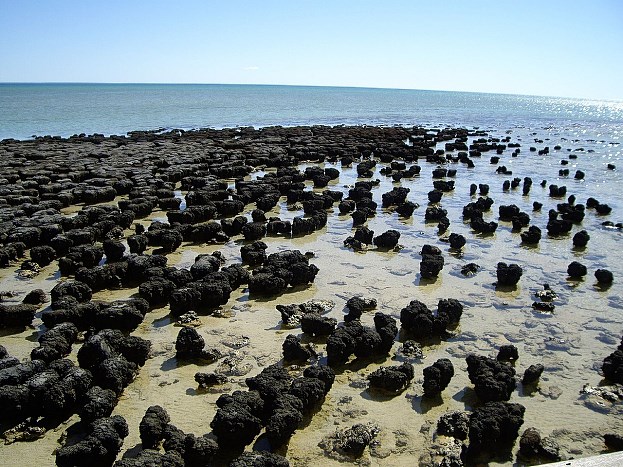 Stromatolity w Zatoce Rekinów