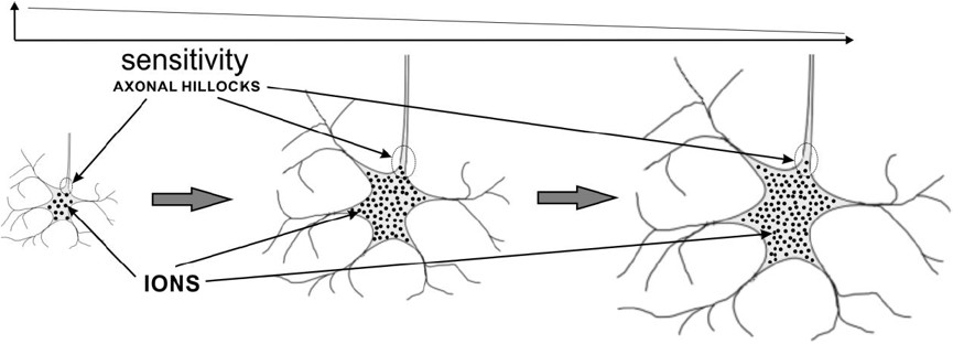 The changes in biological neuron capacities yield changes in sensitivity, affect their reactivity and influence the subsets of input data combinations that they represent.