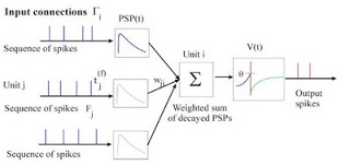 The spiking neuron model