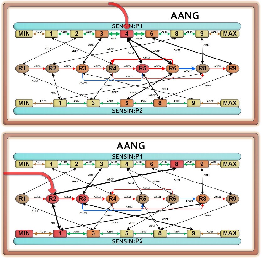 The external activations of the as-neurons in the AANG structure constructed by the ASSORT algorithm.