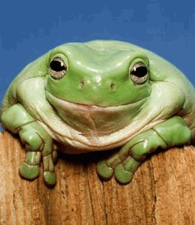 1frog.png