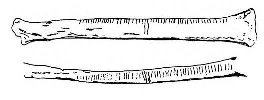 Kość z Dolní Věstonice