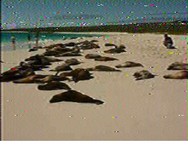 Galapagos 21.02.2026 21.20 01.jpg