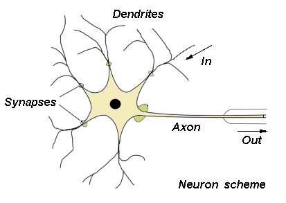 Neuron