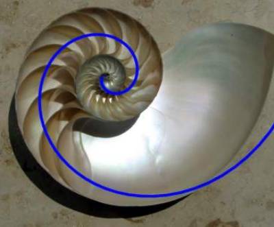 Złota spirala w muszli